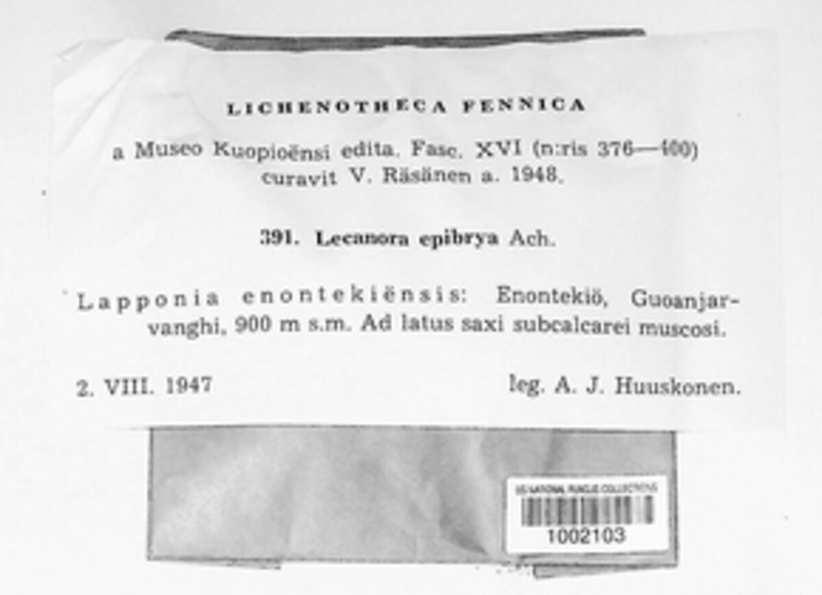 Lecanora epibrya image